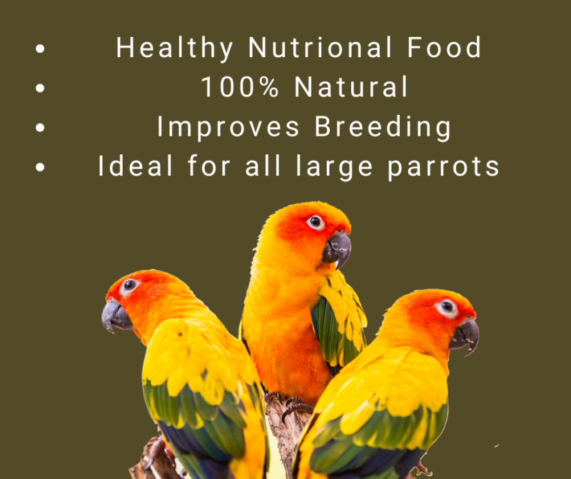VM Mart Mix Seeds Parrot Bird Food for African Grey Parrot,Sun Conure,Macaw,Lovebird and Alexander,1.2 Kg 3