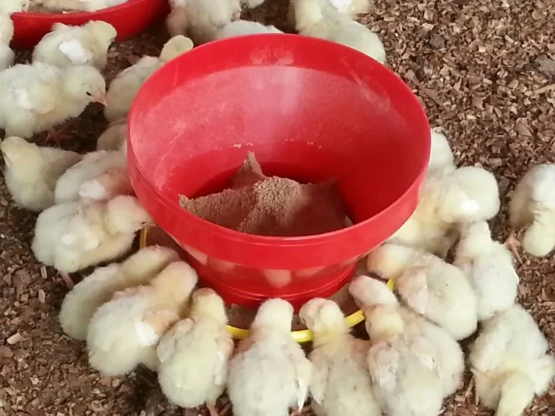 VM Mart Poultry Farm Turbo Chick Feeder, Capacity 4 Kg