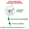 Royal Canin Mini Breed Adult Dry Dog Food - Image 3