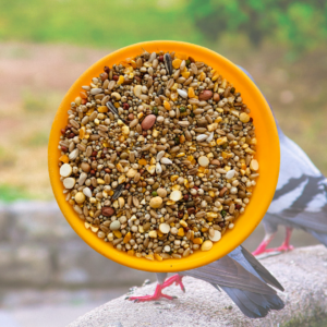 VM Mart Premium Pigeon Dove Birds Seed Mix Daily Food