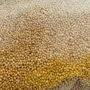 VM Mart Double Cleaned Foxtail Millet Thinai Bird Feed