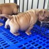Plastic Pet Cage Dog Kennel Flooring Pad Dog Cage Mat - Image 2