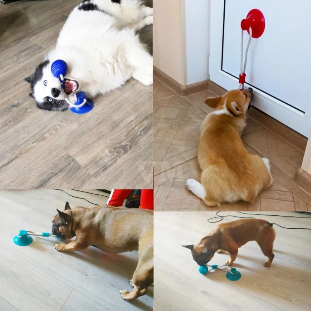 VM Mart Pet Interactive Suction Cup Ball Toy with Elastic Rope Dog Tooth Cleaning Toy - Image 3